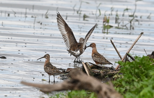 iNaturalist: (c) Нина Штейнбреннер, some rights reserved (CC BY-NC), uploaded by Нина Штейнбреннер iNaturalist image