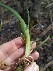 Poa remota