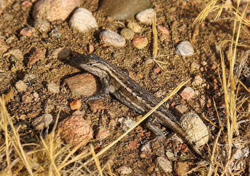 Southwestern Fence Lizard