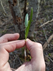 Poa remota