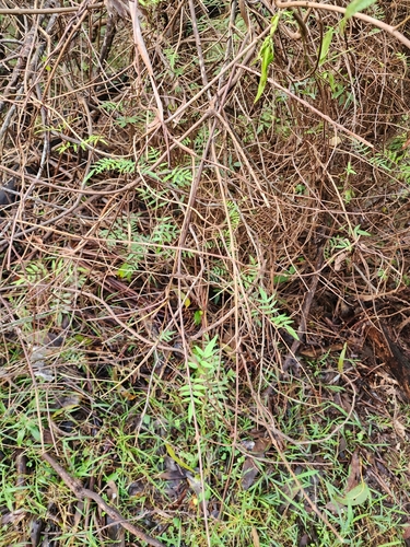 wonga vine