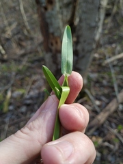 Poa remota