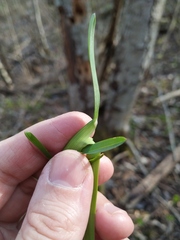 Poa remota