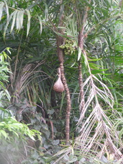 Bactris setosa