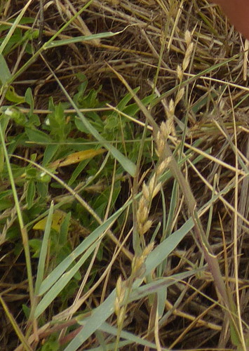 Schmidtia pappophoroides image