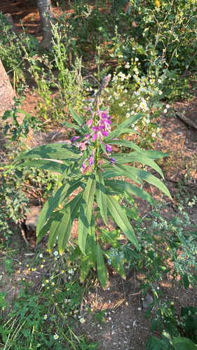 fireweed