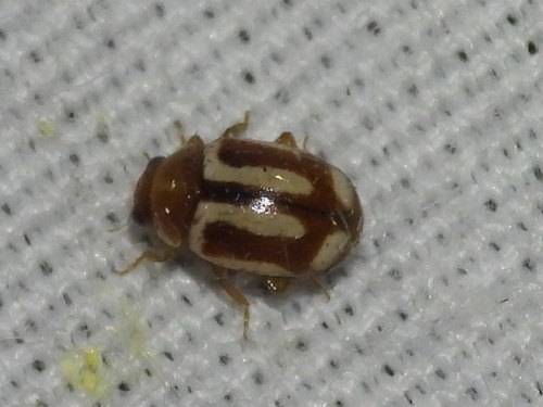 Small Pied Lady Beetles