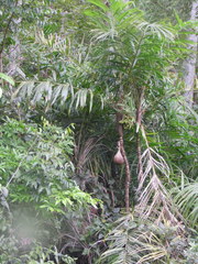 Bactris setosa