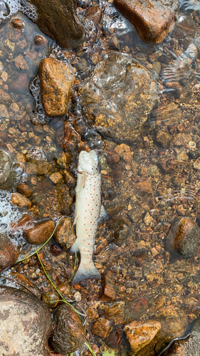 Brown Trout