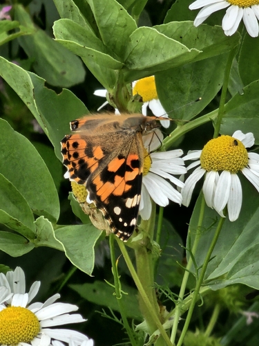 Painted Lady