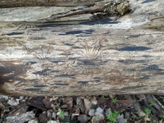 Scolytus