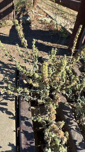 White Horehound