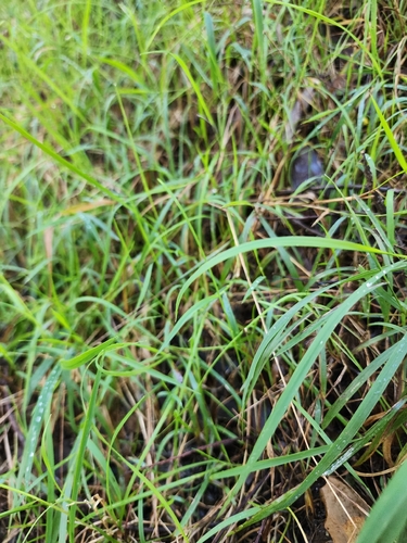 Weeping-grass
