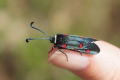Zygaena lavandulae