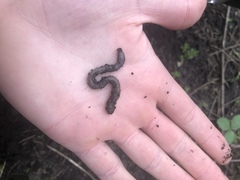 Lumbricus terrestris