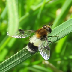 Leucozona lucorum