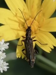 Oedemera barbara