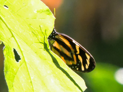 Lycorea halia atergatis