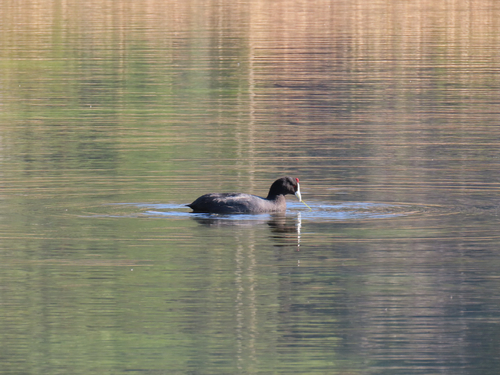 iNaturalist image