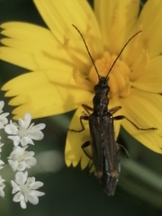 Oedemera barbara
