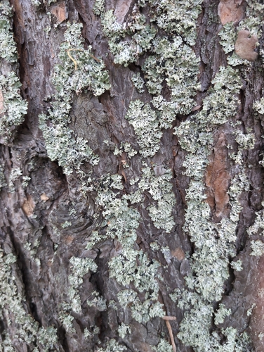 Hooded Tube Lichen