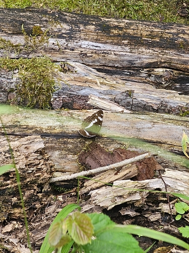 Eurasian White Admiral