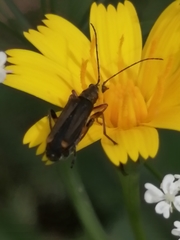 Oedemera barbara