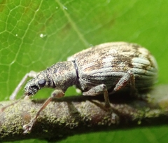 Polydrusus tereticollis