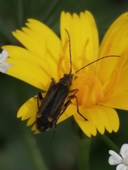 Oedemera barbara