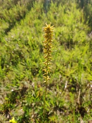 Aletris lutea image