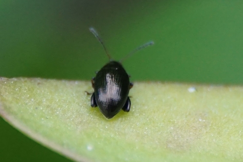 Chaetocnema