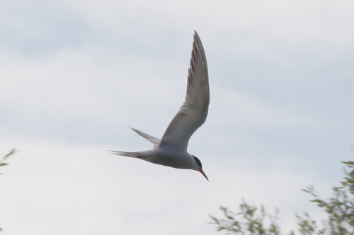 iNaturalist: (c) Artem Naydenov, some rights reserved (CC BY-NC), uploaded by Artem Naydenov iNaturalist image