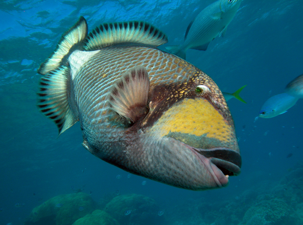 Titan triggerfish