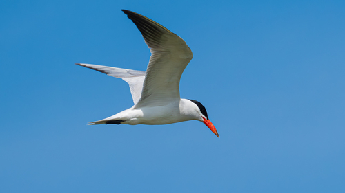 iNaturalist image