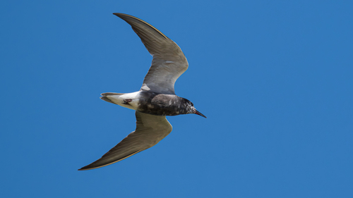 Black Tern