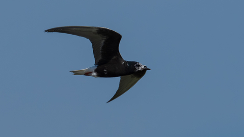 iNaturalist image