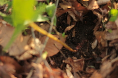 Sanguinaria canadensis