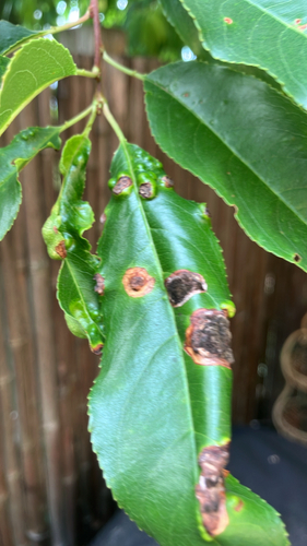 Cherry Shot Hole