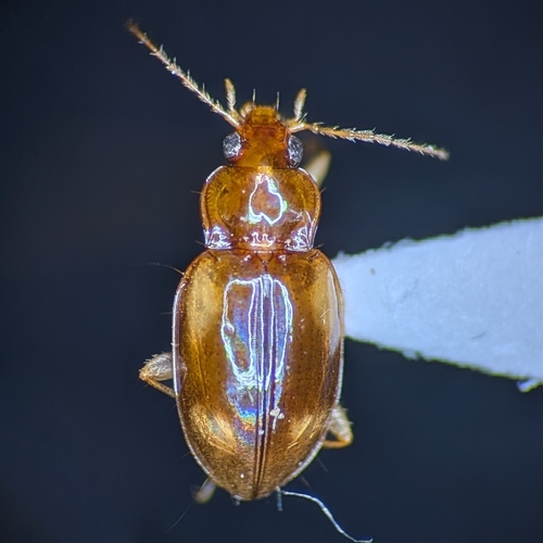 Elaphropus