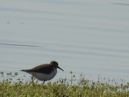 iNaturalist image
