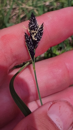Carex aterrima (Carex aterrima)