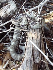 Crotalus ornatus
