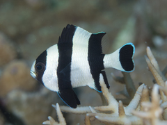 Blacktailed Humbug photo 2
