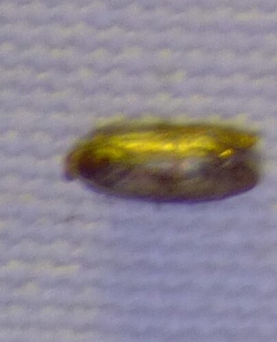 Tricorynus