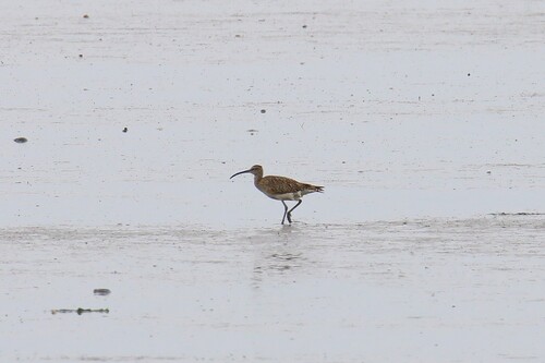 iNaturalist image