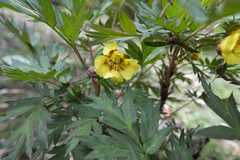 Paeonia delavayi, photograph Morten Ross, CC BY, iNaturalist via GBIF