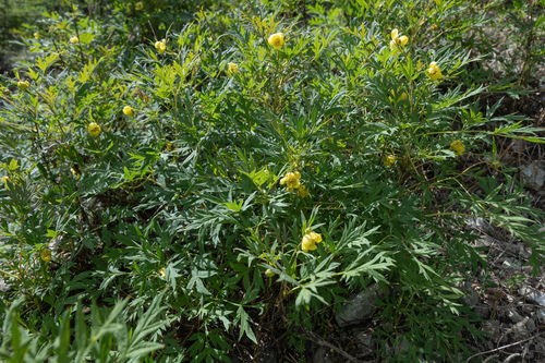 Paeonia delavayi, photograph 6