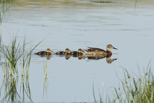 Blue-winged Teal