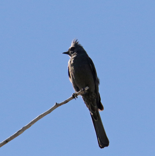 Phainopepla