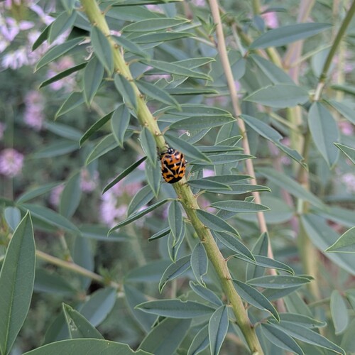 Harlequin Bug